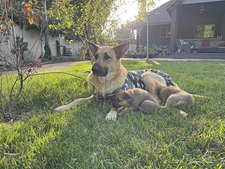 chinook dog